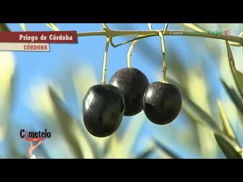 aceite de oliva de priego de córdoba