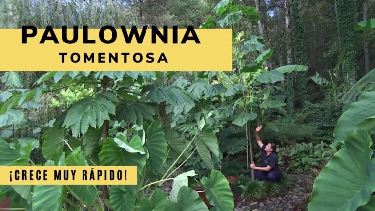 arbol de crecimiento mas rapido del mundo