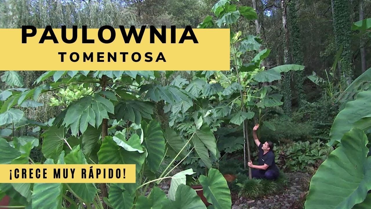 arbol de crecimiento mas rapido del mundo