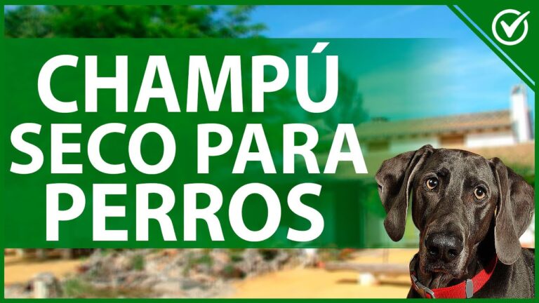 champú en seco para perros mercadona