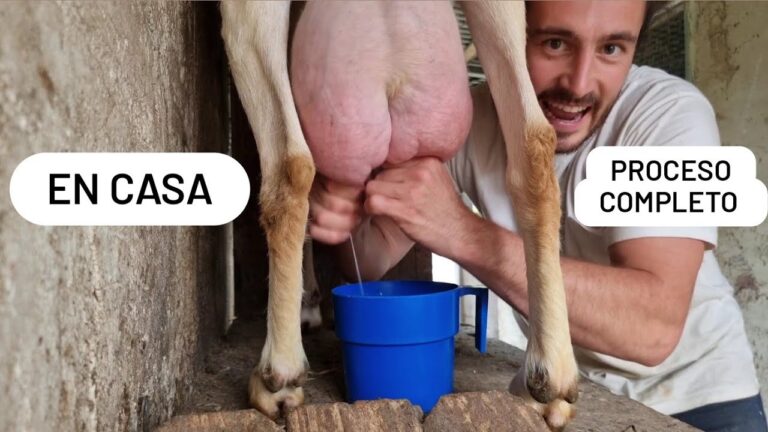 como se hace el queso de cabra