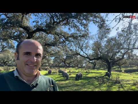 como se llama el arbol de las bellotas