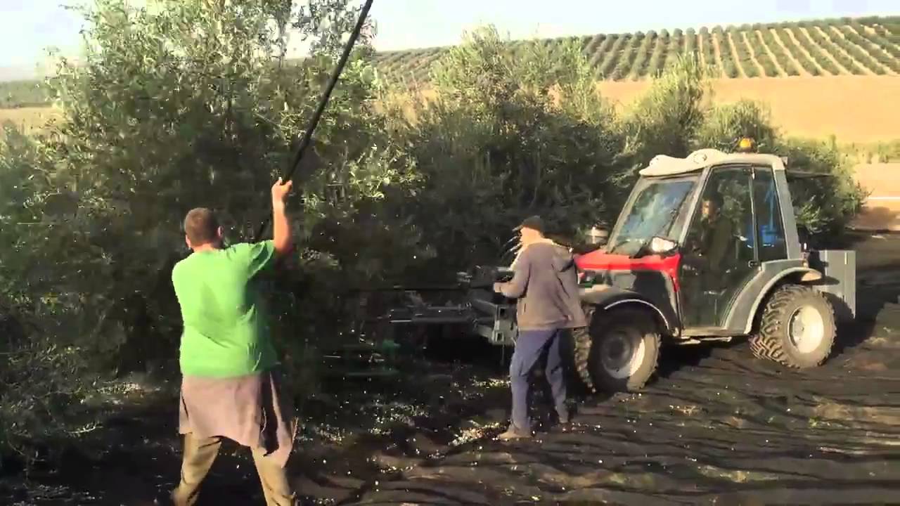 como se llama la recogida de la aceituna