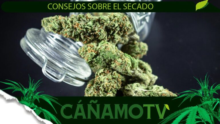 como secar cogollos para que queden duros