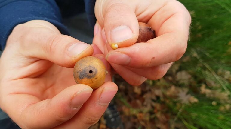 cual es el fruto del roble