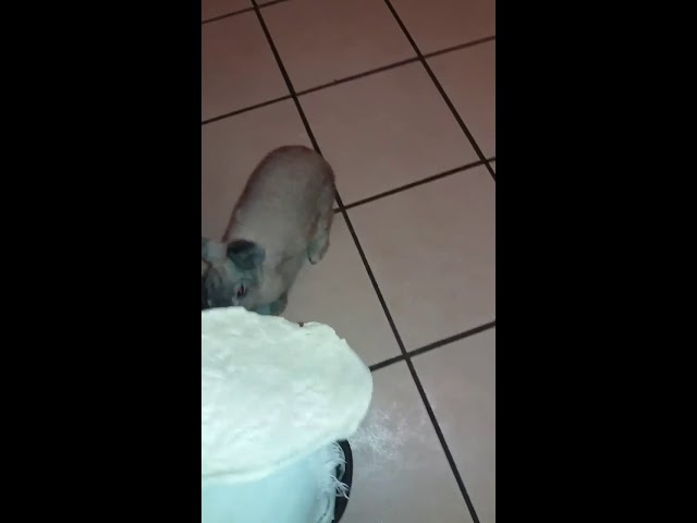 cuando es el dia de la tortilla
