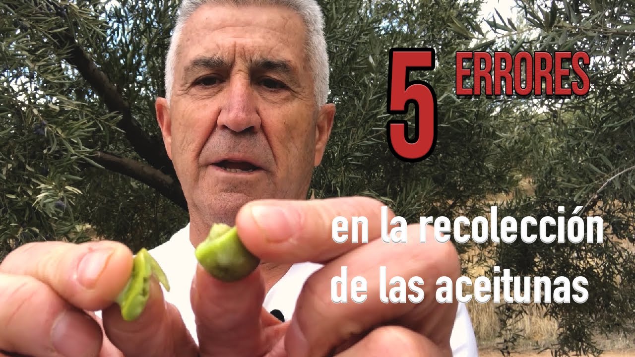 cuando se recoge la aceituna en españa