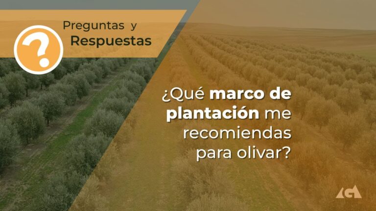 cuantas olivas caben en una hectarea