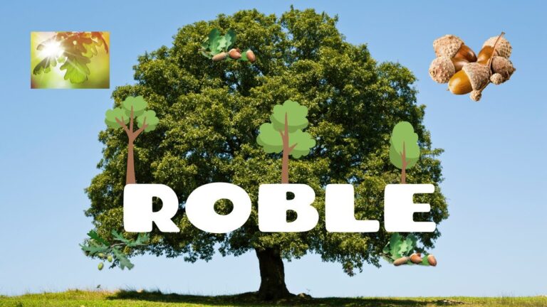 cuanto crece un roble por año