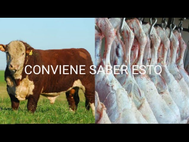 cuanto pesa una pierna de vaca