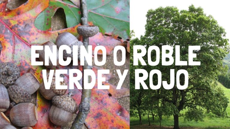 cuanto tarda en crecer un roble