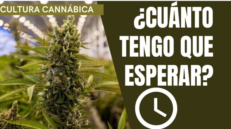 cuanto tiempo tarda en crecer una planta
