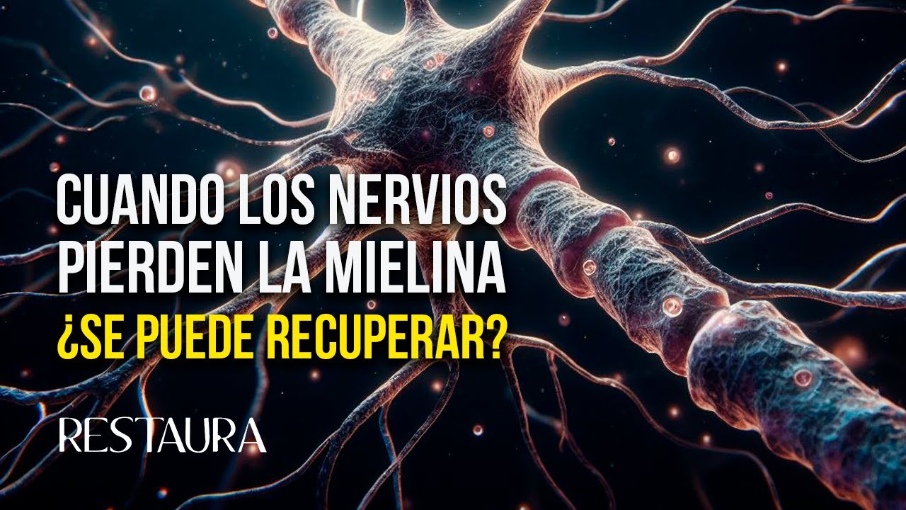 cuanto tiempo tarda en regenerarse la mielina