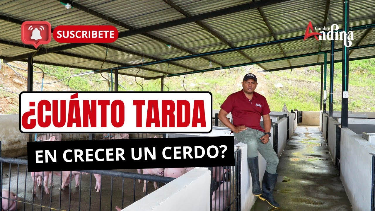 cuanto vive un cerdo de granja