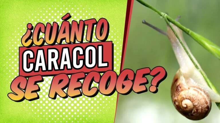 cuantos caracoles entran en un kilo