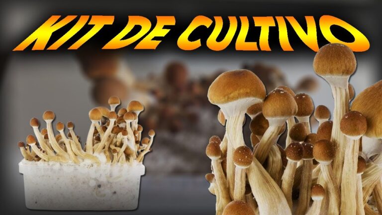 cuantos gramos salen de un pan de setas