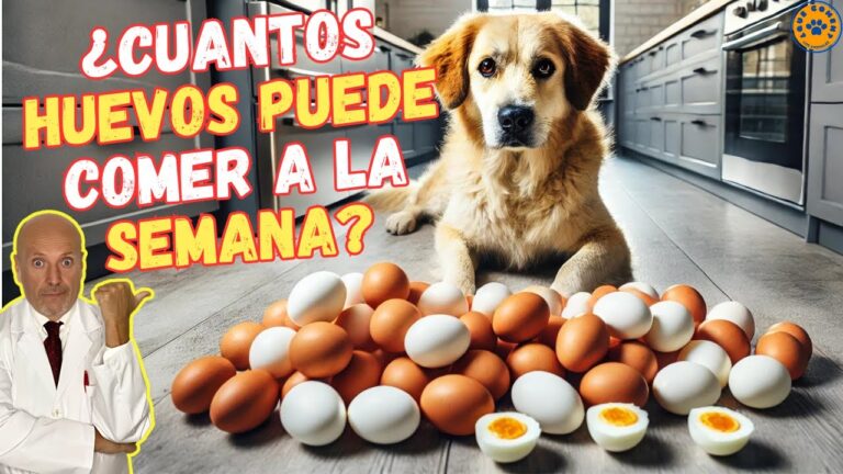 cuántos huevos puede comer un perro