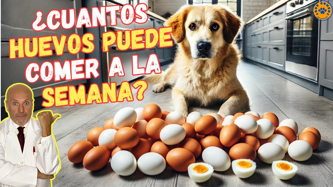 cuántos huevos puede comer un perro