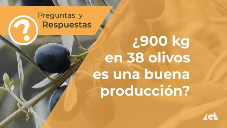 cuantos kilos da un olivo de 5 años