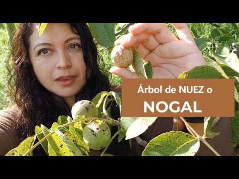 cuantos kilos de nuez da un nogal