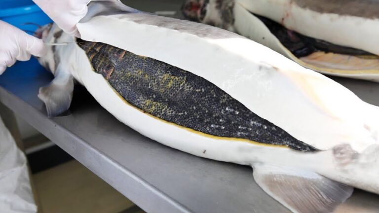 de que animal sale el caviar