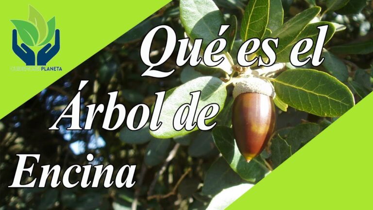 de qué árbol proceden las bellotas
