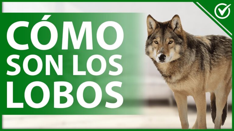 de qué color son los lobos