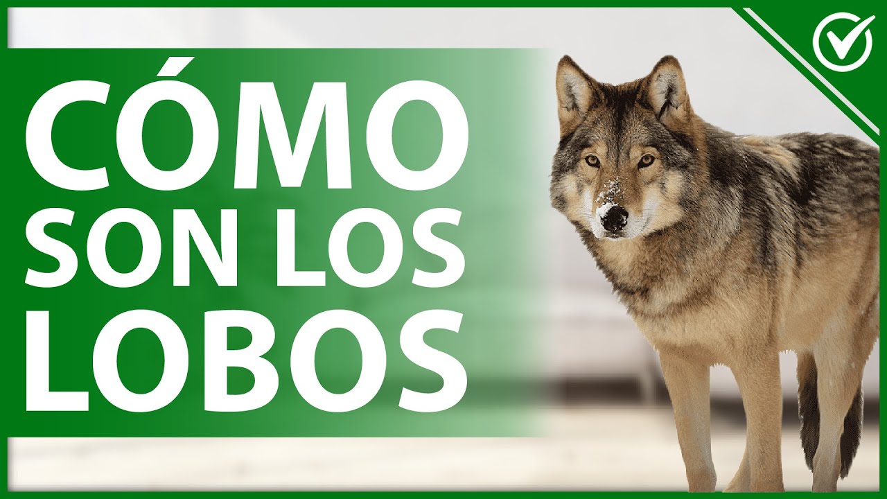 de qué color son los lobos