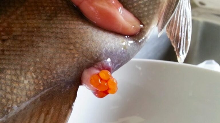 de que pez sale el caviar