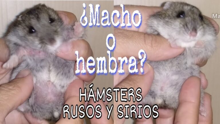 diferencia entre macho y hembra hamster