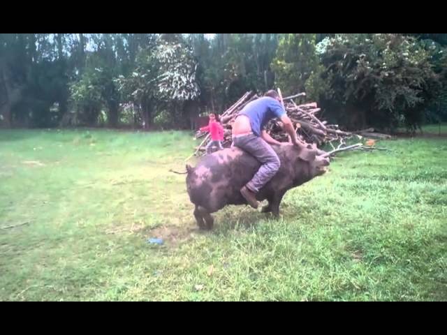 el cerdo mas grande del mundo
