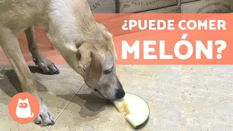 el melón es bueno para los perros