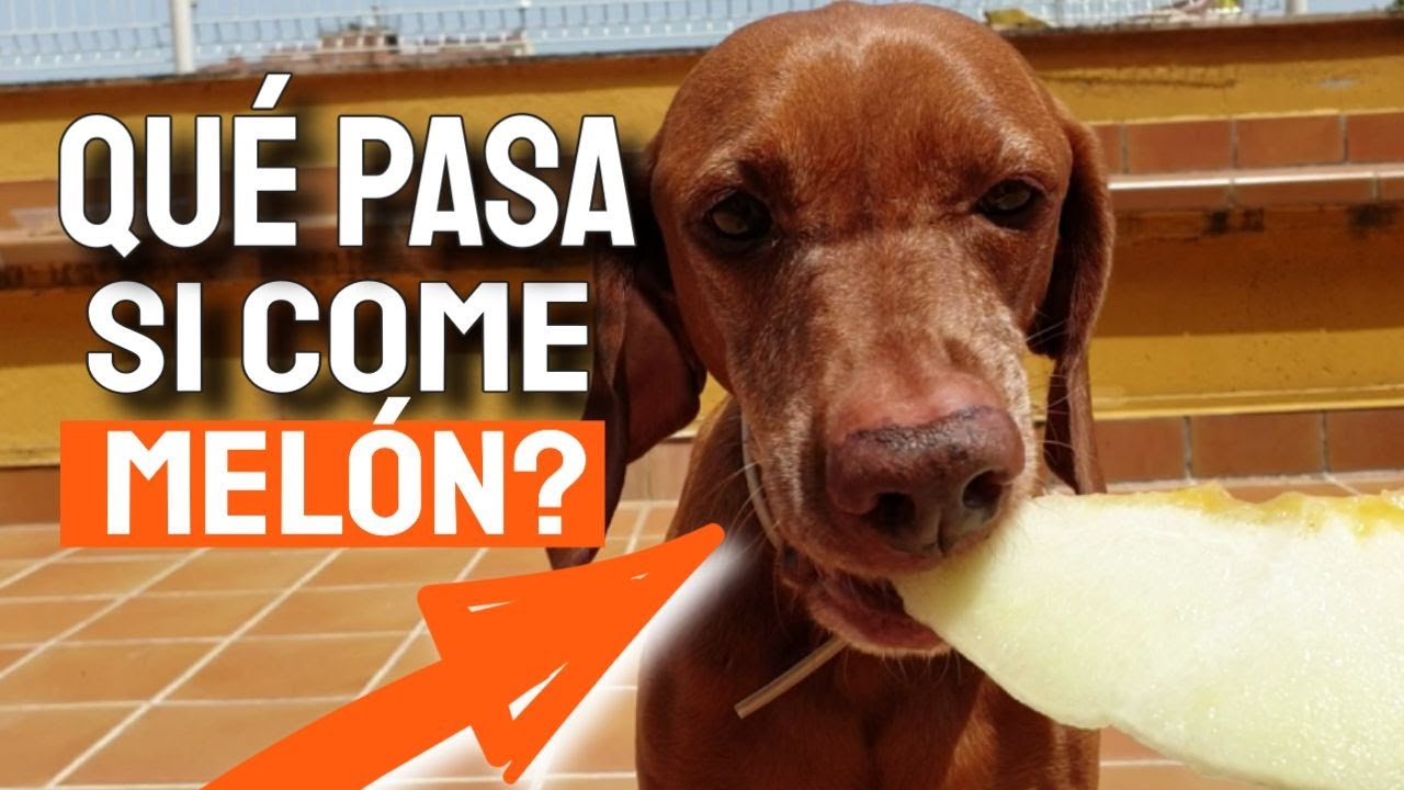 el melon es malo para los perros