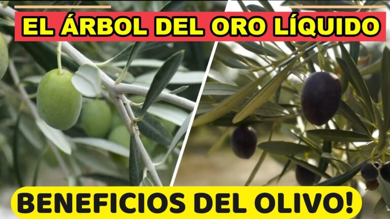 el olivo es de hoja caduca o perenne