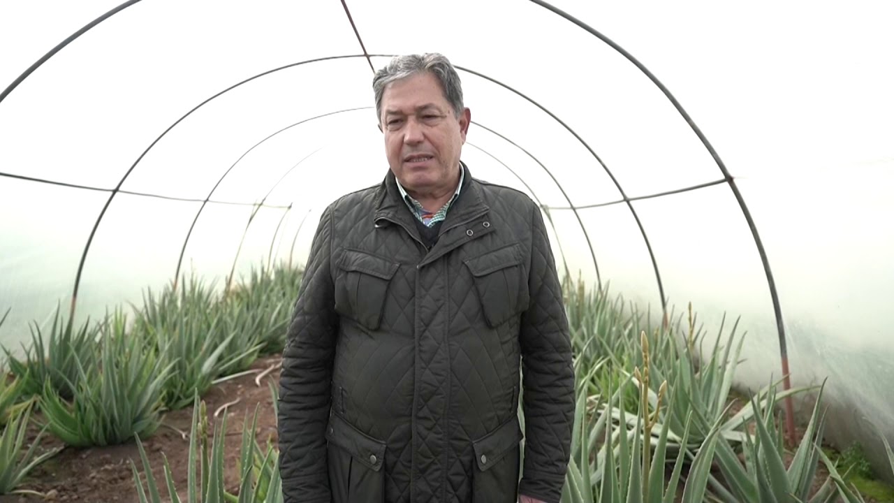 empresas que compran aloe vera en españa