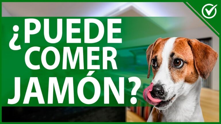 es bueno darle jamon a los perros