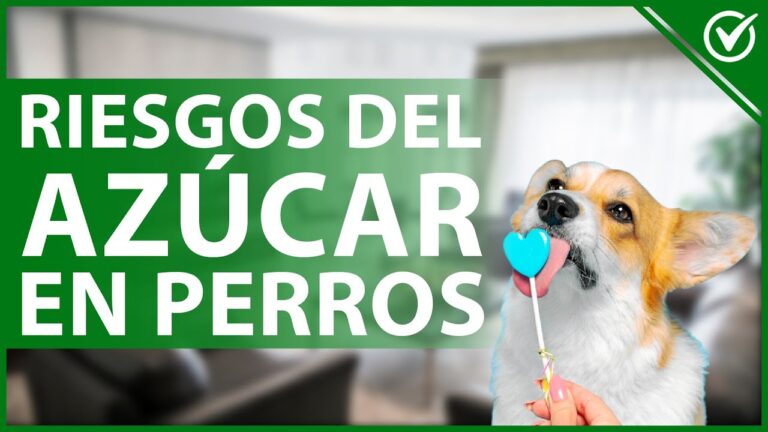 es malo darle azucar a los perros