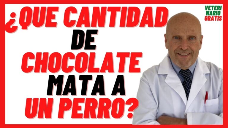es malo el chocolate para los perros