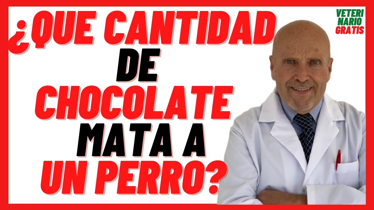 es malo el chocolate para los perros