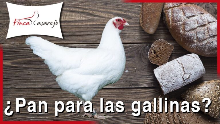 es malo el pan para las gallinas