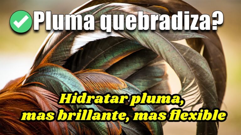 gallos con plumas en la cabeza
