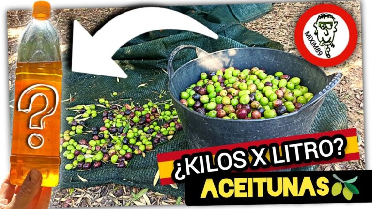 kilos de aceituna para un litro de aceite