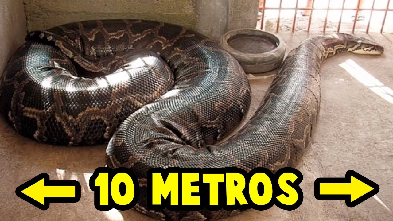 la serpiente mas grande del mundo