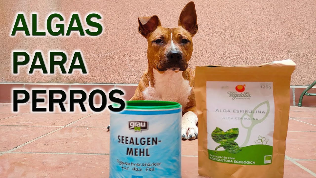 los perros pueden comer algas de sushi