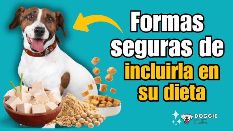 los perros pueden comer salsa de soja