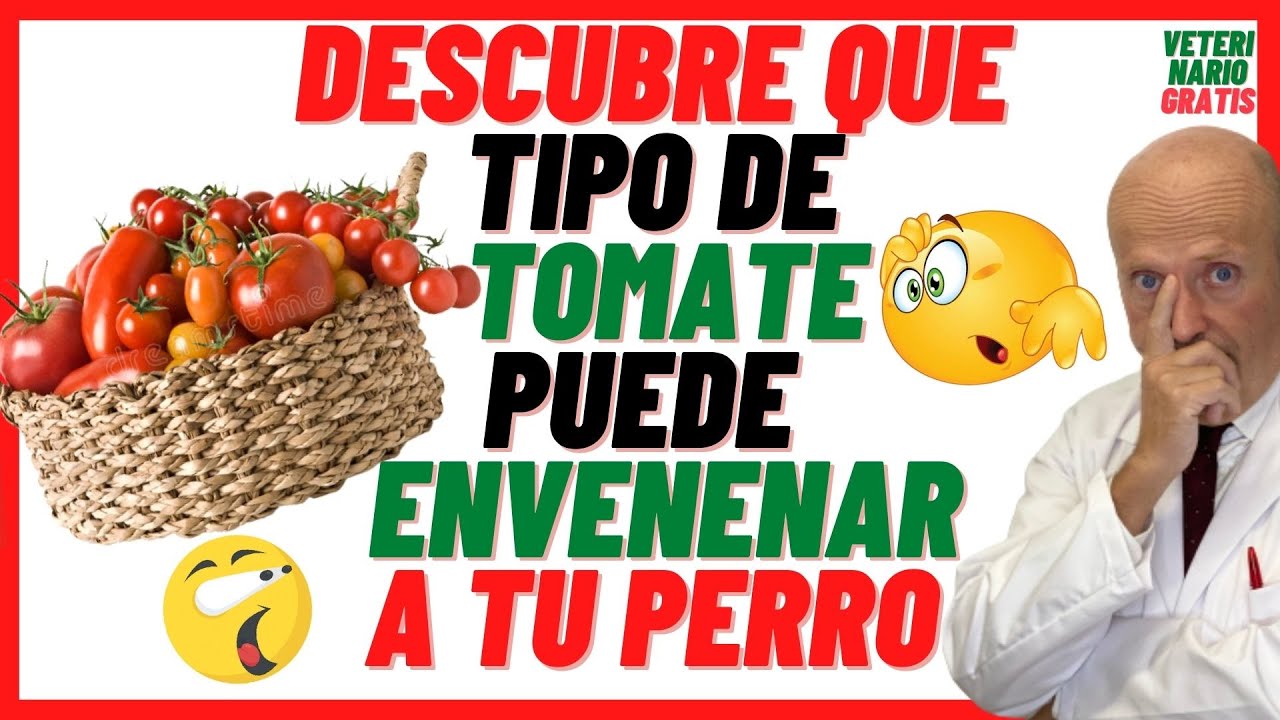 los perros pueden comer tomate frito