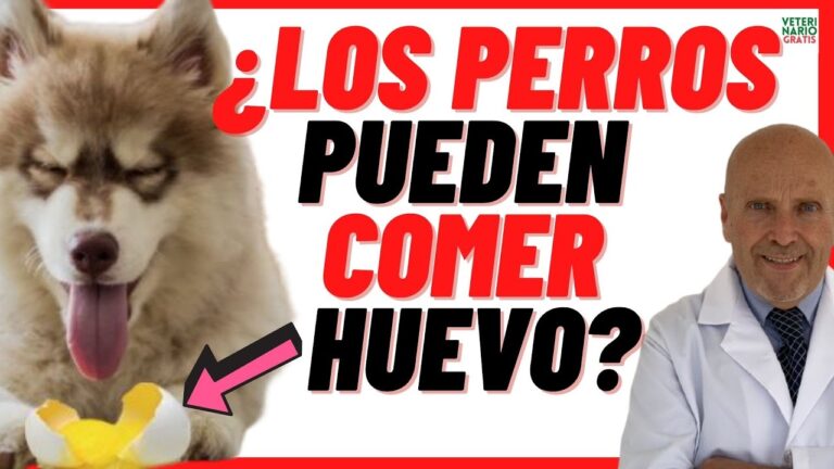 los perros pueden comer tortilla de patata