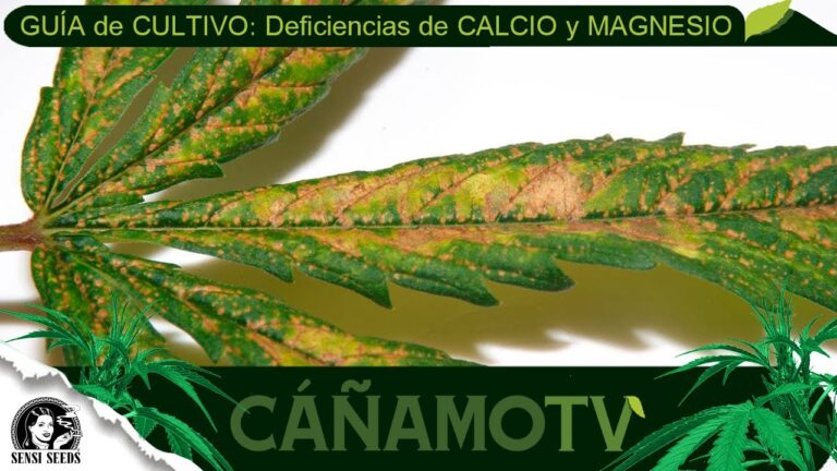 manchas en las hojas de marihuanas