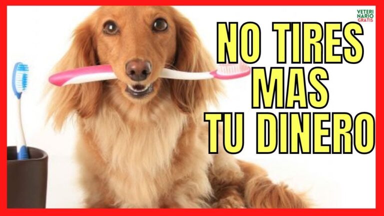 mi perro comio pasta de dientes