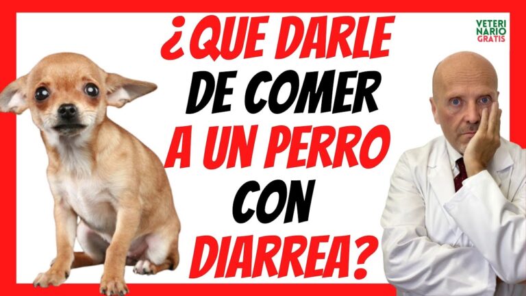 perro con diarrea que puede comer